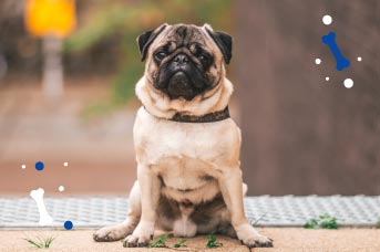 desparasitar a un perro adulto.jpg